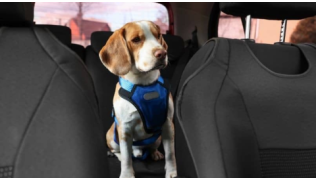 Un chien Beagle assis dans une voiture en été