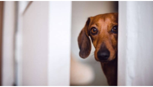 Un chien Teckel derrière une porte qui regarde dehors pendant le déconfinement