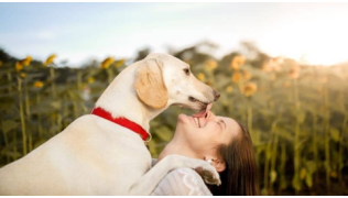 Où faire garder votre chien pendant votre absence ?