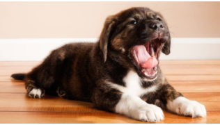 Un chien couché au sol baille de fatigue