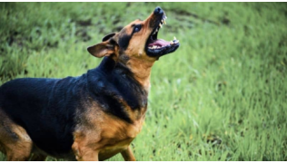Un chien de berger agressif et non dressé montre les dents et aboie pour attaquer dans un pré