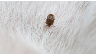 Tiques et puces : comment s’en débarrasser ?