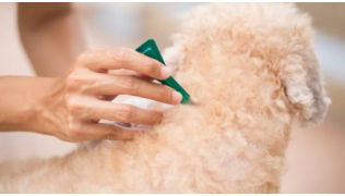 Un chien de race Caniche assis pendant que sa maîtresse lui administre une pipette d'antiparasitaire