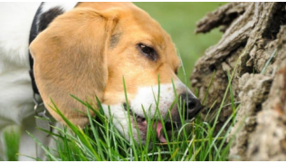 Pourquoi mon chien mange de l’herbe ?