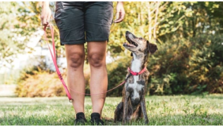 Un chien assis dans l'herbe, en laisse, pendant une séance de dressage canin avec sa maîtresse