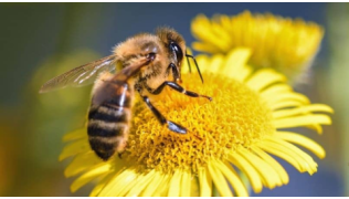 Une abeille posée sur un pissenlit