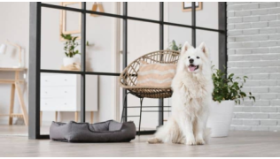 Un chien Samoyede est assis et attend patiemment en dehors de la pièce interdite