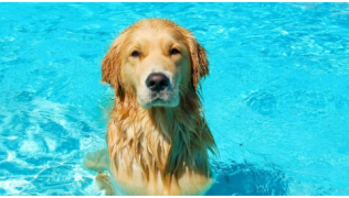 Un chien de race Golden Retriever se rafraîchit dans une piscine pendant la chaleur de l'été