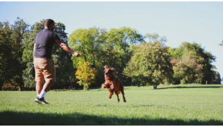 Respecter les besoins du chien