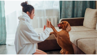 Une maîtresse stimule chien pendant le confinement en lui apprenant des tricks dans son salon