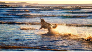 Un chien Berger Allemand court dans les vagues à la mer