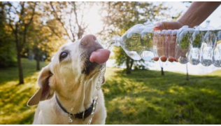 Déshydratation chez le chien : comment la reconnaitre ?