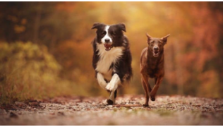 Deux chiens courrent ensemble au coucher de soleil sur un chemin de graviers dans la forêt