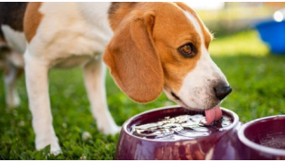 Un chien de race Beagle boit dans une gamelle d'eau