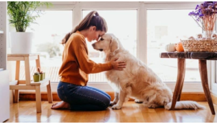 Une maîtresse fait un câlin à son chien de race Golden Retriever pendant le confinement