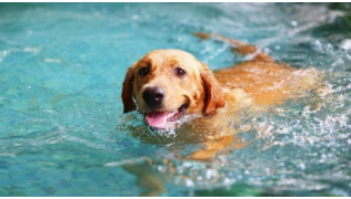 Un chien de race Labrador nage dans une piscine