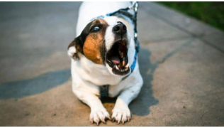 Un petit chien de race Jack Russel agressif aboie après quelqu'un dans la rue