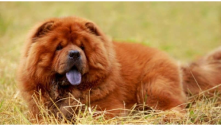 Pourquoi mon chien a la langue bleue ?