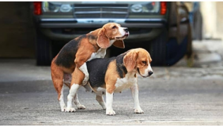 Un chien de race Beagle en train de monter un autre Beagle