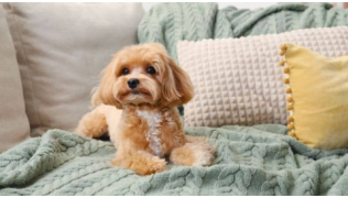 Un petit chien est dressé à aller sur le canapé et est couché sur le canapé au milieu des coussins