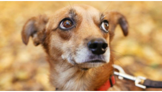 Un chien peureux regarde autour de lui, effrayé, lors d'une balade en laisse