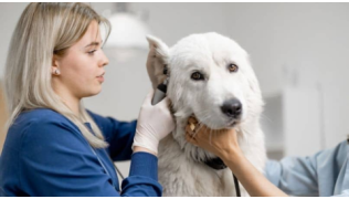 Une vétérinaire oscule les oreilles d'un chien Montagne des Pyrénées à la recherche de la gale