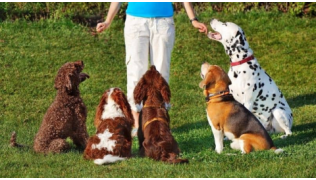 Une maîtresse dresse ses 5 chiens à obéir lors d'une séance d'éducation sur un terrain en herbe