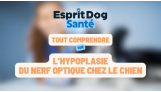 Esprit Dog Santé : Tout comprendre sur l’hypoplasie du nerf optique chez le chien