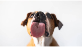 Un chien de race American Staff lèche une vitre