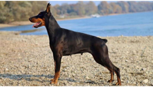 La coupe des oreilles et de la queue chez le chien