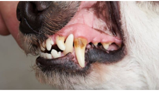 Dents d'un chien atteint de caries