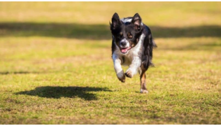 Un chien Border Collie court pour revenir au rappel de son maître