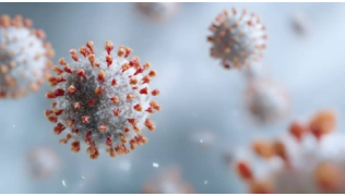 La vérité sur le coronavirus et le chien