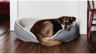 Un chien couché dans son panier dans un salon