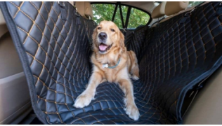 Un chien Golden Retriever couché dans une voiture, il est malade
