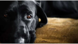 Le retournement d’estomac chez le chien peut le tuer !