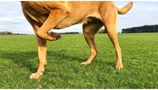 Un chien boîte en levant une patte dans un pré