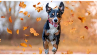 Un chien de race Bouvier d'Entlebuch court avec confiance vers son maître