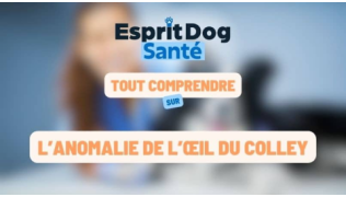 Esprit Dog Santé : Tout comprendre sur l’anomalie de l’œil du Colley