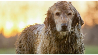 Pourquoi mon chien sent mauvais ?