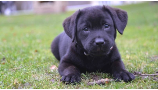 Un chiot de race Labrador est couché dehors dans l'herbe lors d'une balade