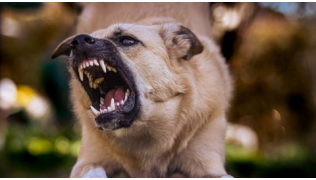 Chien de berger agressif qui montre les dents