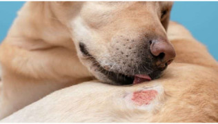 Reconnaître les allergies et l’eczéma chez le chien