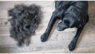 Un chien Labrador couché à côté d'un tas de poils qu'il a perdu