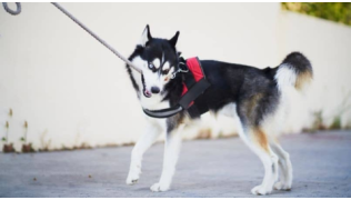 Un chien de race Husky mord sa laisse en balade