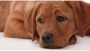 La grossesse nerveuse chez la chienne