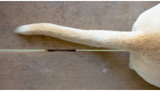 Queue d'un chien Labrador touché par le syndrome de la queue morte
