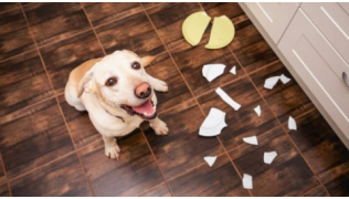 Un chien de race Labrador est assis à côté de l'assiette qu'il a cassé en faisant une bêtise
