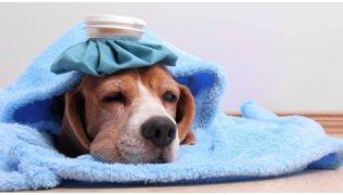 Un chien Beagle qui a la grippe est couché par terre avec une couverture et une poche de glace