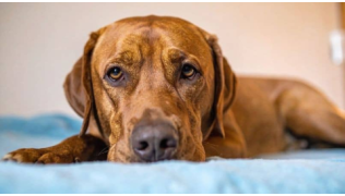 Un chien puni est couché dans son panier avec un regard triste